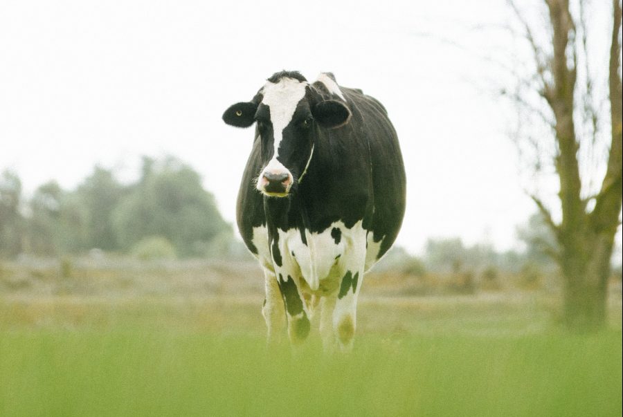 GHG Emissions from cows