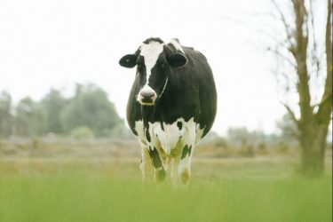 GHG Emissions from cows