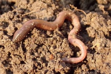 Earthworms