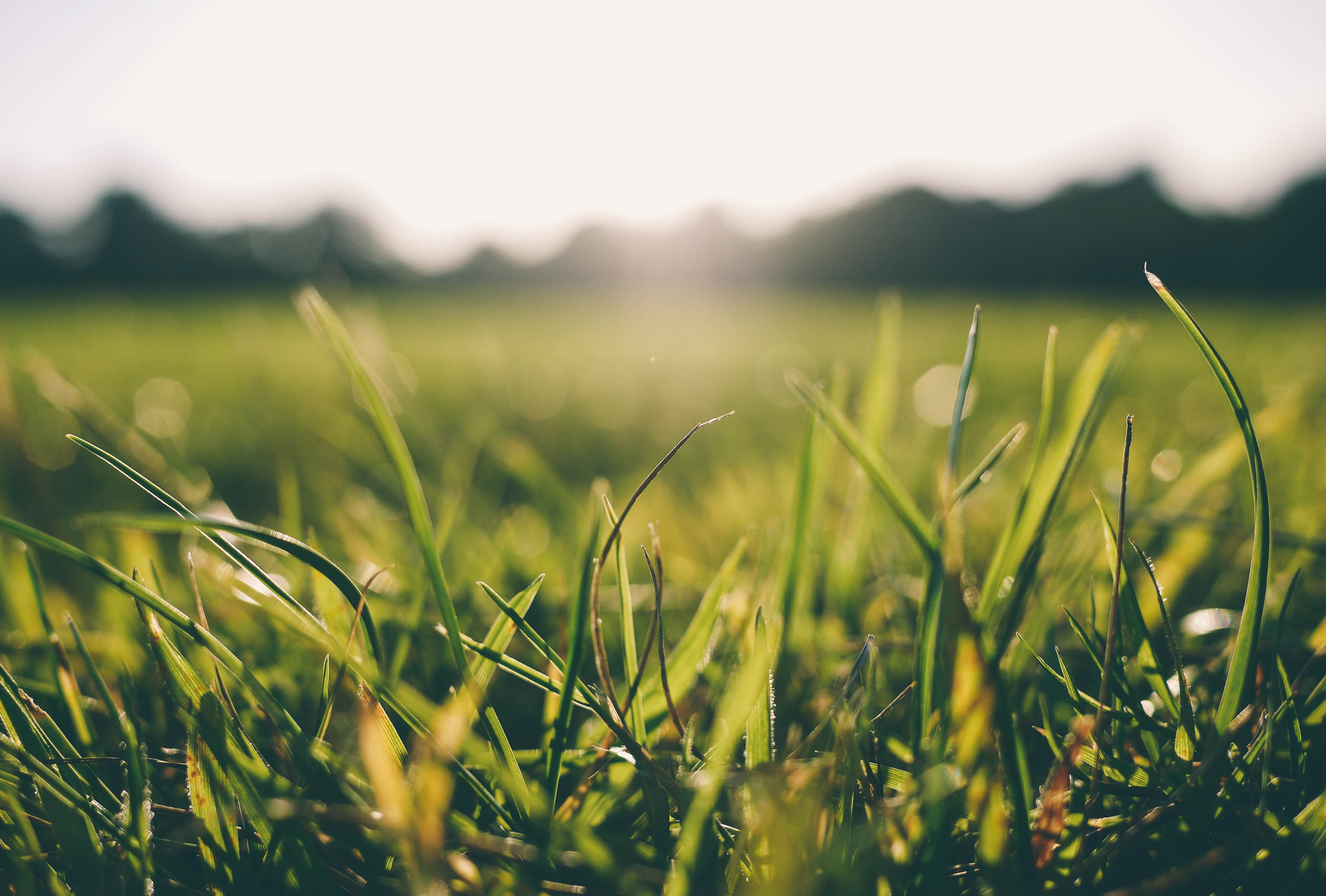 How to utilise forage to drive profits