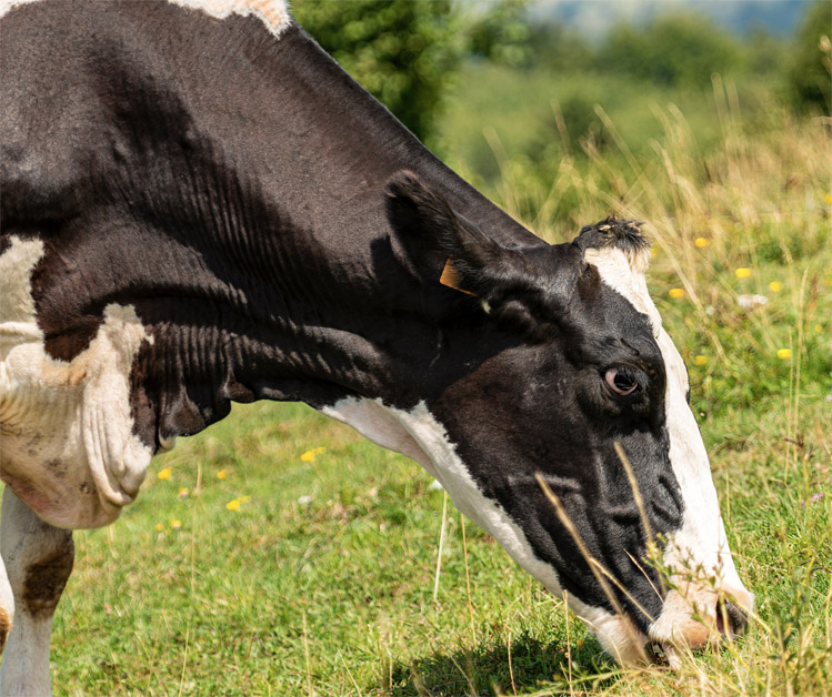 Cow grazing