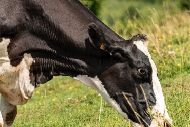 Cow grazing