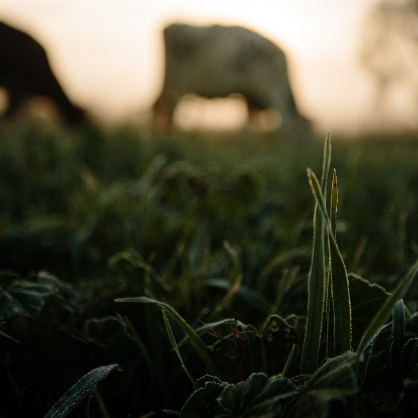 Cow grazing in a field