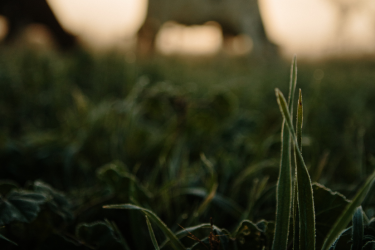 Cow grazing in a field