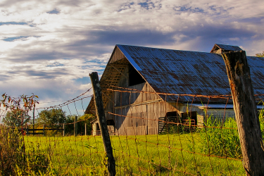 The benefits of housing cattle