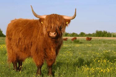 A highland cow