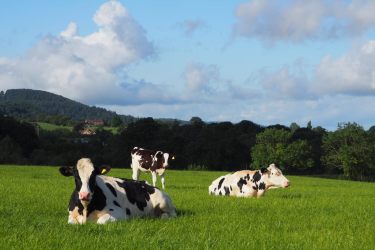 Steering Sustainability StrategiesSteering Sustainability Strategies