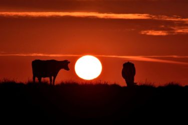 Photograph of cows silhouetted against a setting sun