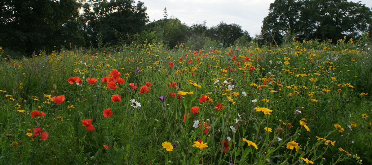 Wildflowers in a meadow
