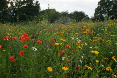 Wildflowers in a meadow