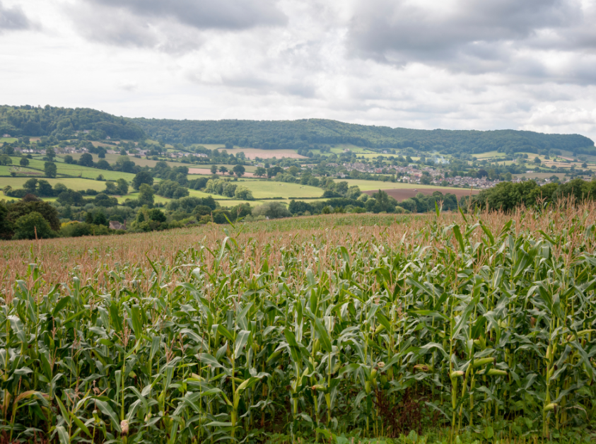 Maize crop
