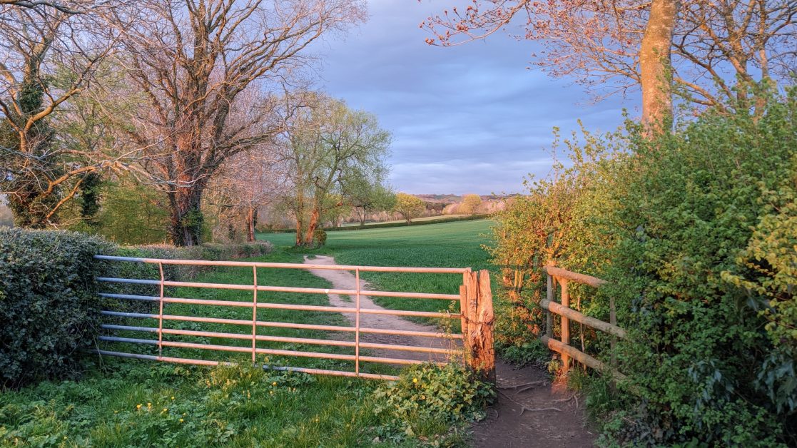 Farm hedgerow, Worcestershire