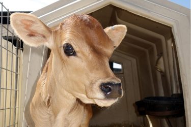 A young calf standing outside a calf igloo.