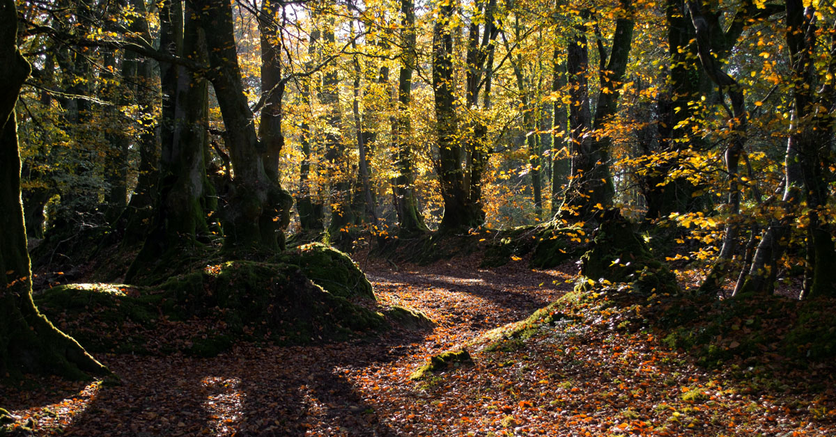 Agroforestry is becoming key to climate mitigation strategies