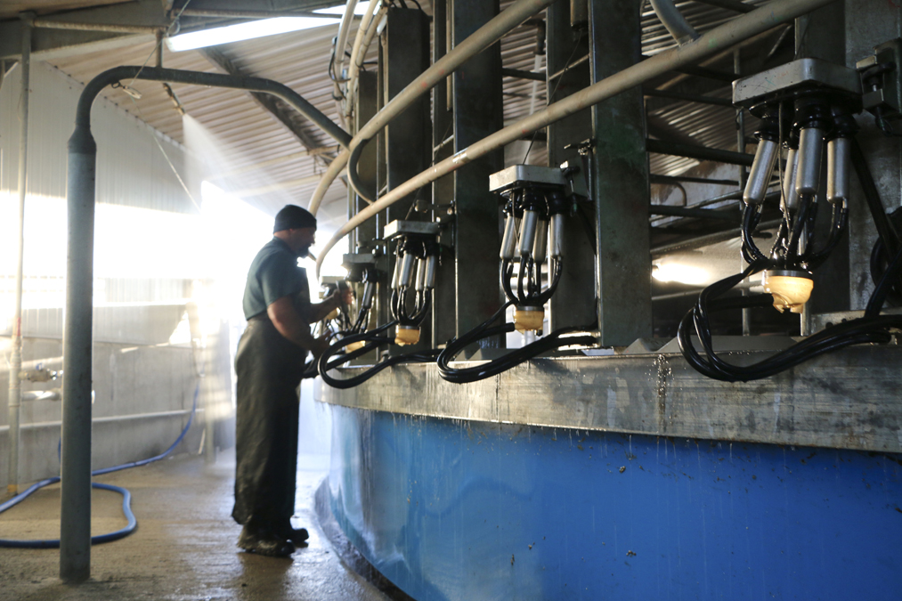 Farm worker in a milking parlour
