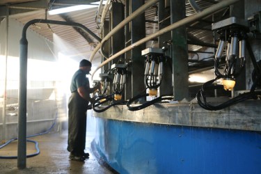 Farm worker in a milking parlour