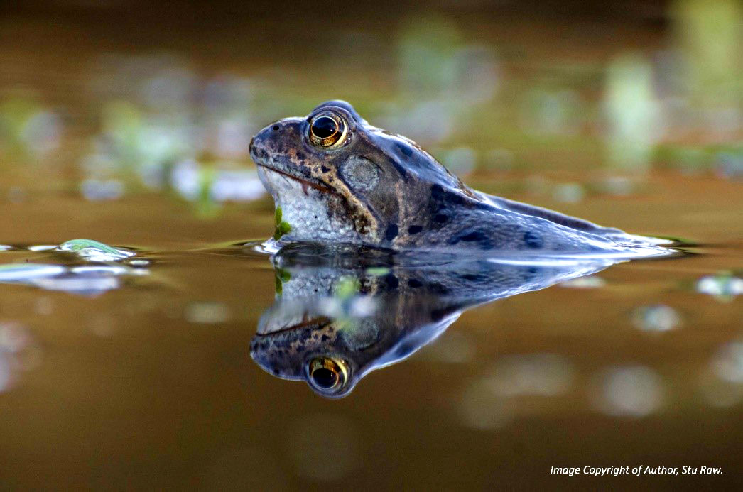 Photo of a common frog (rana temporaria) in a pond