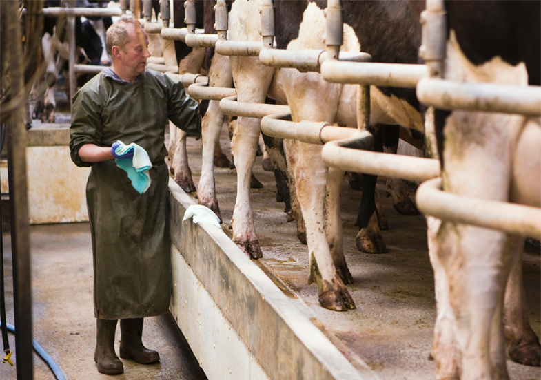 Parlour operative preparing cows for milking