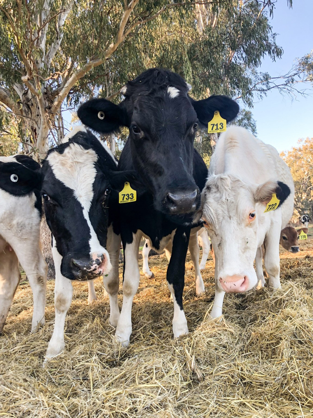 Young cows on a farm