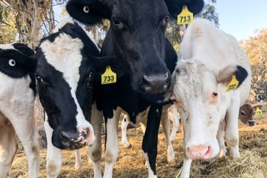 Young cows on a farm
