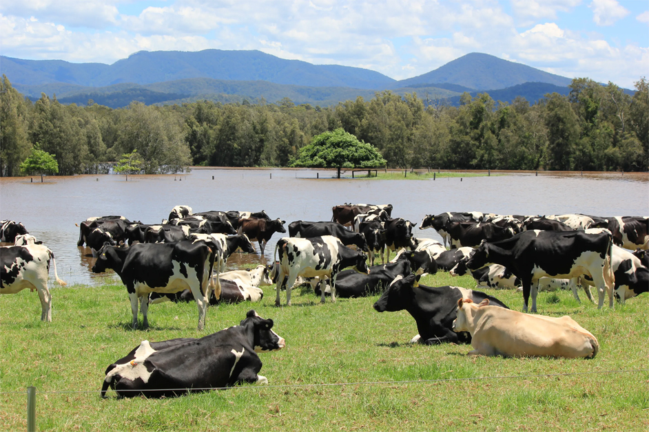 Cows in a flooded field, 2018