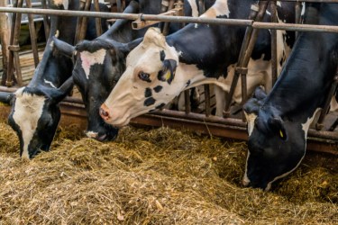 Cows in a barn, eating silage
