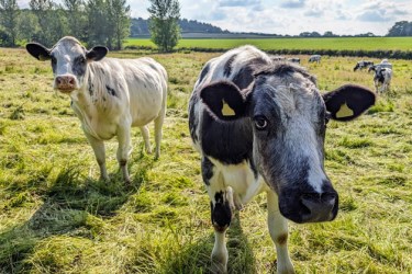 Cows in a field, Worcestershire, UK