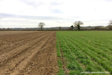 Undersowing maize in half a field, the other half has no undersowing.