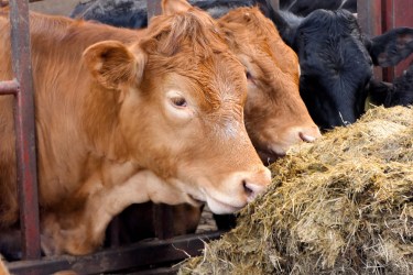 Cattle eating silage feed through a gate in a shed on a farm in UK