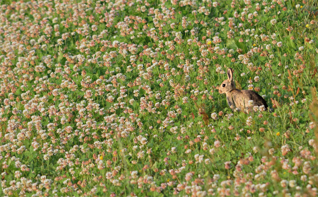Rabbit in a field of clover