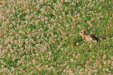 Rabbit in a field of clover